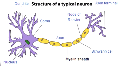 Structure of a typical Neuron